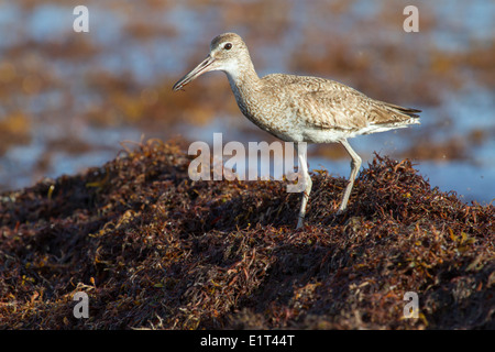 Willet (Tringa semipalmata), catching insects in drift Sargassum seaweed along the ocean coast