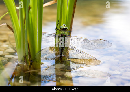 Anax imperator. Female Emperor Dragonfly laying eggs in a newly created pond. Stock Photo