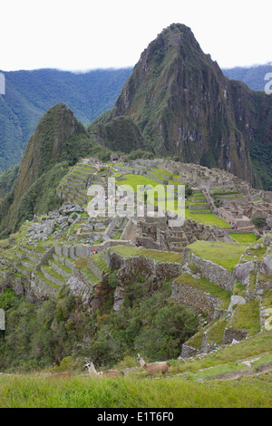 llamas at Machu Picchu, Peru Stock Photo
