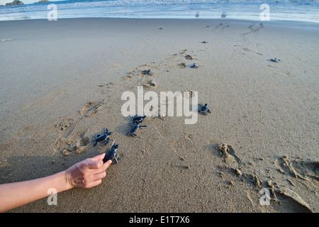 baby green turtles (Chelonia mydas) make their way to sea for the first time, Sukamade Beach, Java, Indonesia Stock Photo