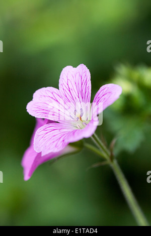 Geranium x oxonianum 'Wargrave pink' in the garden. Stock Photo