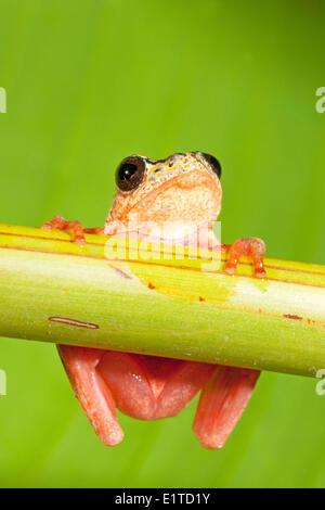 photo of a painted reed frog Stock Photo