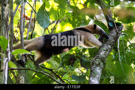 Tamandua genus of anteaters hunting on a tree Tortuguero National Park Costa Rica