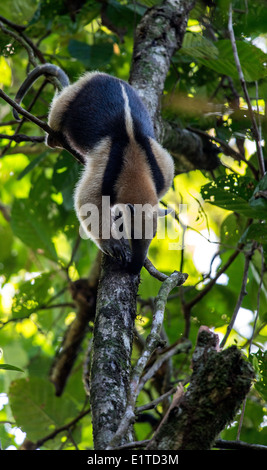 Tamandua genus of anteaters hunting on a tree Tortuguero National Park Costa Rica
