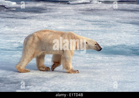 A very skinny Polar Bear (Ursus maritimus) on the sea ice Stock Photo