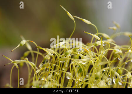Common Cord-moss Stock Photo