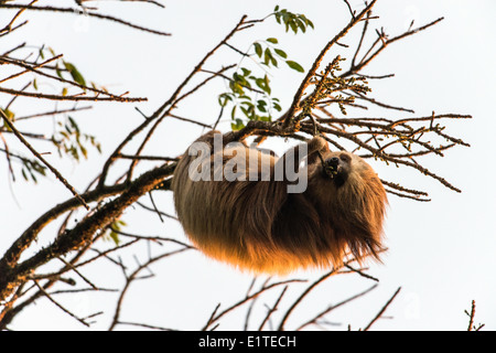 Linnaeus's two-toed sloth feeding on tree Monteverde Costa Rica Stock Photo