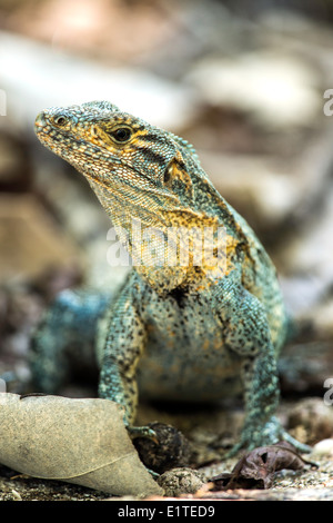 Black iguana Manuel Antonio National Park Costa Rica Stock Photo