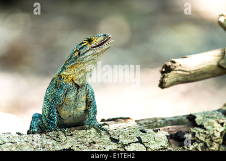 Black iguana Manuel Antonio National Park Costa Rica Stock Photo