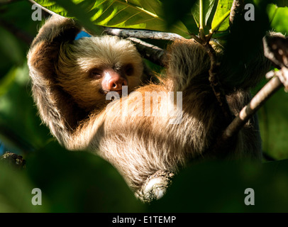 Linnaeus's two-toed sloth on tree Monteverde Costa Rica Stock Photo