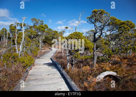 The Shorepine Bog Trail boardwalk in Pacific Rim National Park near Tofino British Columbia Canada in Clayoquot Sound UNESCO Stock Photo