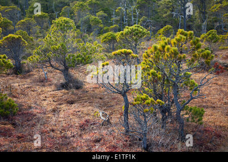 Lodgepole pine Pinus contorta shorepine trees grow along the Shorepine Bog Trail in Pacific Rim National Park near Tofino Stock Photo