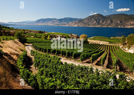 Naramata Bench vineyards near Penticton, Okanagan Valley, BC, Canada. Stock Photo