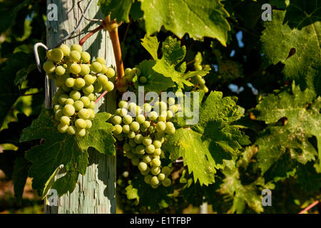 Young chardonnay grapes on vine, Meyer Family Vineyards, Okanagan Valley, British Columbia Stock Photo