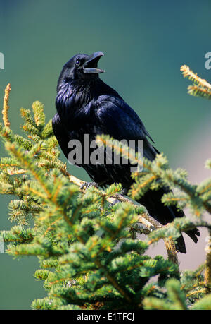 Common Raven (Corvus corax) Adult, Alberta, Canada. Stock Photo