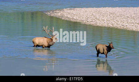 Elk (Cervus elaphus) Adults, Male & Female,Alberta Canada. Stock Photo