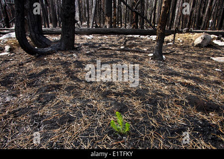 burned forest in the Cariboo Chilcotin region of British Columbia Canada Stock Photo