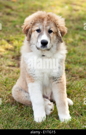 Portrait of a Great Pyrenees puppy, Pyrenean Mountain Dog, male, sitting outdoors Stock Photo