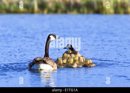 Canada Geese (Branta canadensis) and goslings, Oak Hammock Marsh, Manitoba, Canada Stock Photo