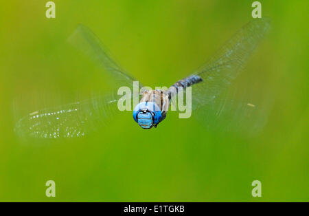 Male Blue-eyed Darner (Aeshna multicolor) at Spencer's Pond, Langford BC Stock Photo