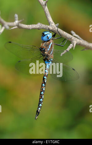 Male Blue-eyed Darner (Aeshna multicolor) at Spencer's Pond, Langford BC Stock Photo