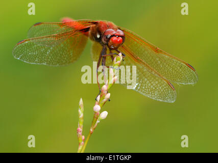 Cardinal Meadowhawk (Sympetrum illotum) at Viaduct Flats, Saanich BC ...