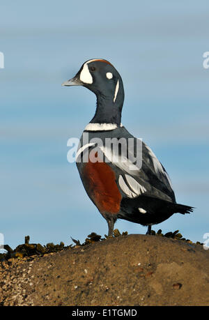 Male Harlequin Duck (Histrionicus histrionicus) at Qualicum Beach, BC Stock Photo