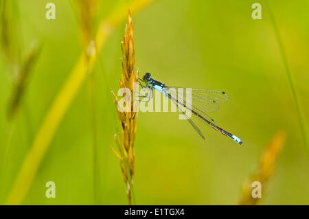 Pacific Forktail, Ischnura cervula at Viaduct Flats, Saanich BC Stock Photo