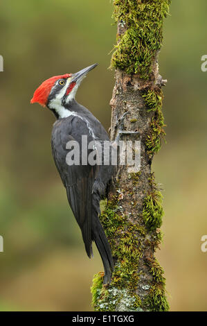 Pileated Woodpecker, Dryocopus pileatus Saanich BC Stock Photo
