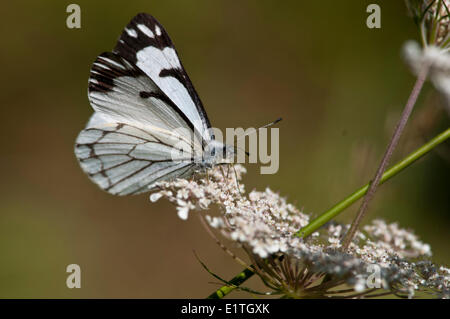 Pine White (Neophasia Menapia) at Bowser Bog, Bowser BC Stock Photo