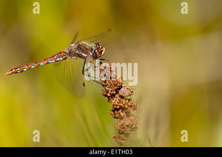 Male Variegated Meadowhawk, Sympetrum corruptum at Bowser Bog, Bowser BC Stock Photo