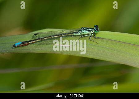 Western Forktail,  Ischnura perparv at Viaduct Flats and Beaver Lake Ponds, Saanich BC Stock Photo