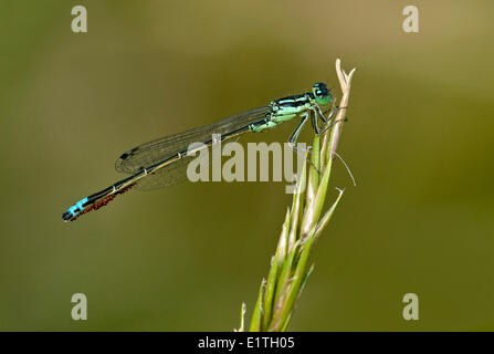 Western Forktail,  Ischnura perparv at Viaduct Flats and Beaver Lake Ponds, Saanich BC Stock Photo