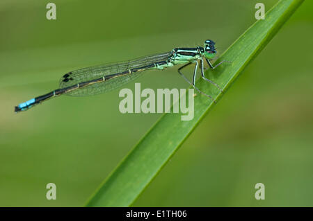 Western Forktail,  Ischnura perparv at Viaduct Flats and Beaver Lake Ponds, Saanich BC Stock Photo