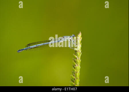 Western Forktail,  Ischnura perparv at Viaduct Flats and Beaver Lake Ponds, Saanich BC Stock Photo