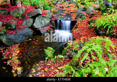 A small creek with a waterfall runs between fallen Japanese Maple leaves and ferns in Beacon Hill Park in Victoria, BC. Stock Photo
