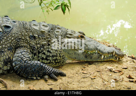 American crocodile (Crocodylus acutus) basking, Belize, Central America Stock Photo
