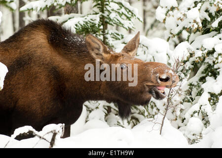 Cow moose (Alves alces) browsing on buffaloberry twigs (Shepherdia canadensis)  Canadian Rocky Mountains Jasper National Park Stock Photo