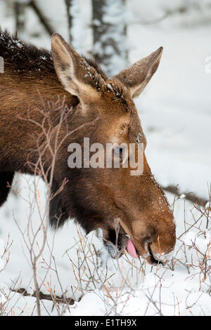 Cow moose (Alves alces) browsing on buffaloberry twigs (Shepherdia canadensis)  Canadian Rocky Mountains Jasper National Park Stock Photo