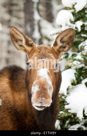 Cow moose (Alves alces), Canadian Rocky Mountains, Jasper National Park, western Alberta, Canada Stock Photo