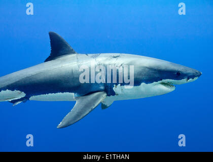 Great white shark (Carcharodon carcharias), Isla Guadalupe, Baja, Mexico Stock Photo