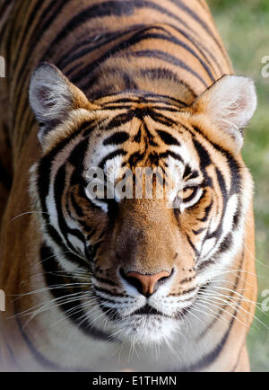 Fuzhou, Longyan city in southeast China's Fujian Province. 10th June, 2014. A South China tiger is seen at the Huanan Tiger Garden in the Meihua Mountain Nature Reserve, a major habitat of south China tigers, near Longyan city in southeast China's Fujian Province, June 10, 2014. Credit:  Jiang Kehong/Xinhua/Alamy Live News Stock Photo
