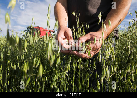 Farmer's hands inspecting oat crops with red combine in background. Stock Photo