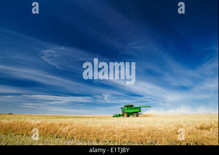 a combine harvester works in a canola field, near Kamsack, Saskatchewan, Canada Stock Photo