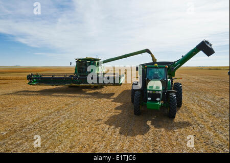 a combine unloads into a grain wagon during the lentil harvest, near Congress,  Saskatchewan, Canada Stock Photo