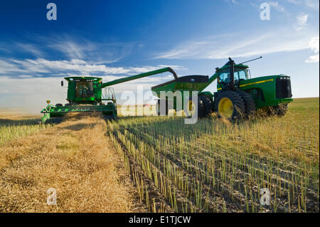 a combine empties into a grain wagon on the go during the canola harvest, near Hodgeville, Saskatchewan, Canada Stock Photo