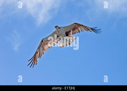 Osprey in Flight with Fish, pandion haliaetus, Florida Stock Photo