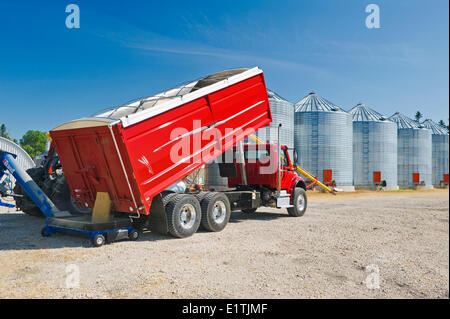 harvested barley is augered into a grain bin for on farm storage, near Dugald, Manitoba, Canada Stock Photo
