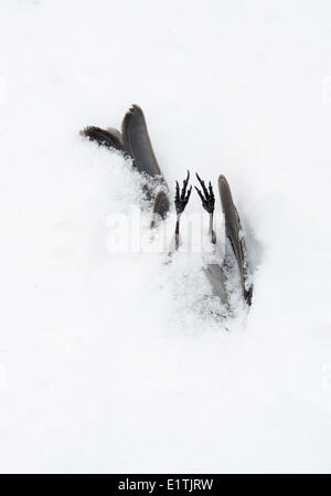 winter death cold casualty dead bird female pine grosbeak Pinicola enucleator in snow coniferous forest 150 Mile House Cariboo Stock Photo