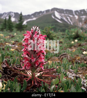 woolly lousewort Pedicularis lanata alpine area Ranger Creek Bighorn Wildland Recreation Area Rocky Mountain Foothills Alberta Stock Photo